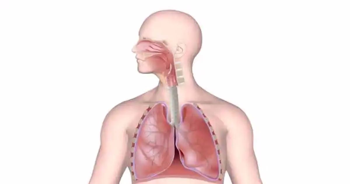 Hệ hô hấp là gì và các bệnh lý hô hấp thường gặp