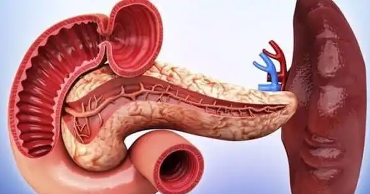 Tạng tỳ là gì? Vai trò và các chứng bệnh thường gặp ở tạng tỳ