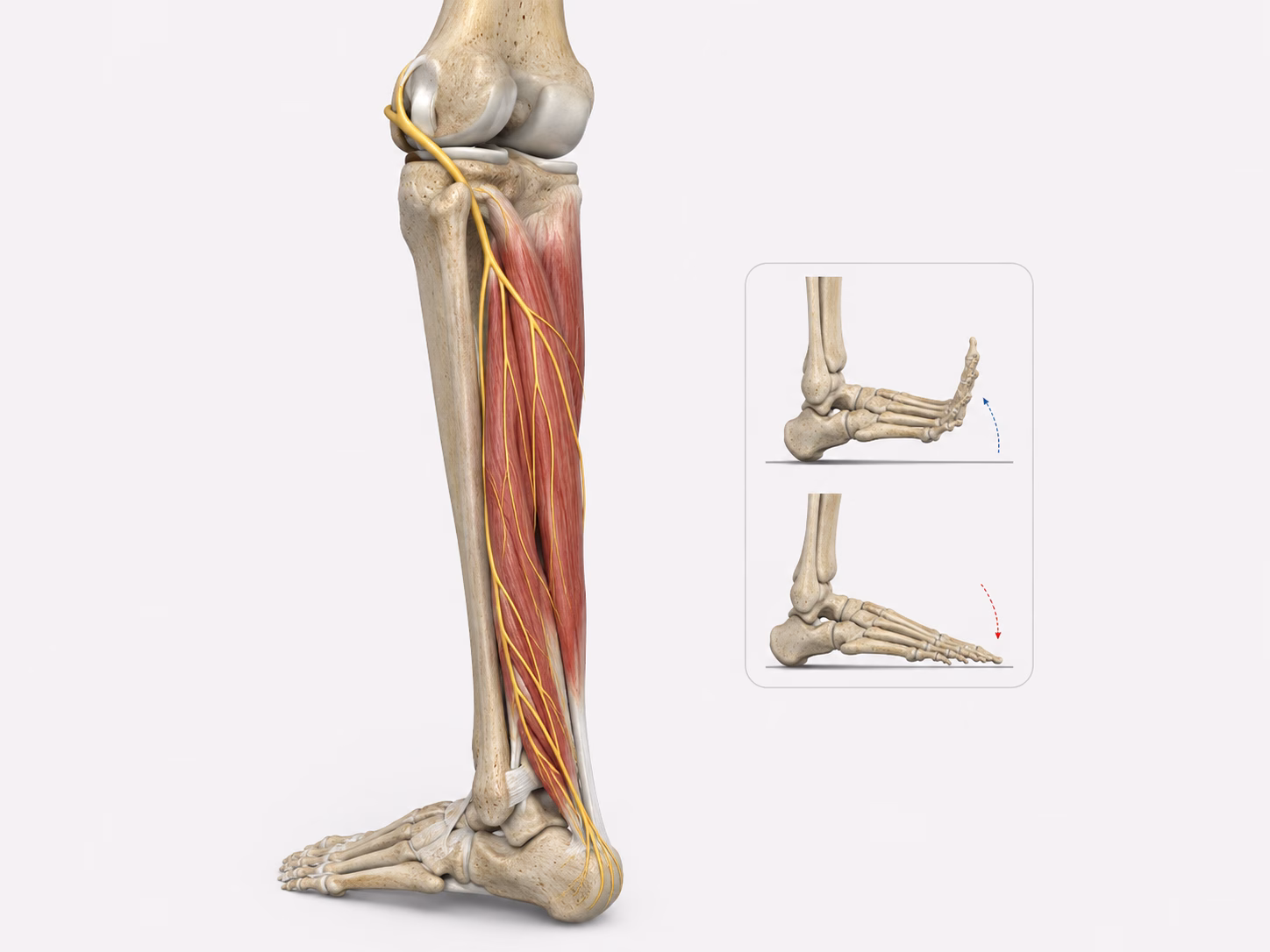 Mô hình thần kinh mác chung 3D chân thực quanh cổ xương mác và cơ chế bàn chân rũ