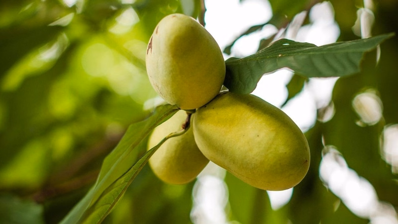Quả pawpaw chín có phần thịt màu vàng cam mềm mịn và hương vị đặc trưng