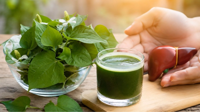 Rau diếp cá tươi là loại rau ăn dồi dào chất xơ và vitamin C hỗ trợ sức khỏe