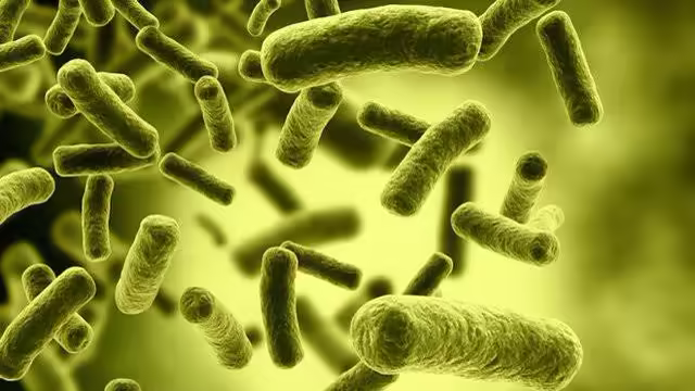 Hình minh họa vi khuẩn Clostridium botulinum
