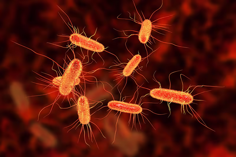 Hình minh họa vi khuẩn Escherichia coli
