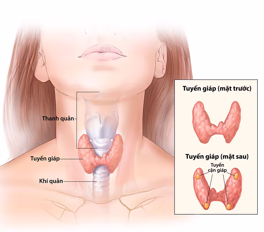 Sơ đồ vị trí các tuyến cận giáp ở mặt sau tuyến giáp