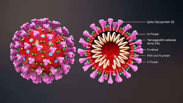 Mô hình cấu trúc virus SARS-CoV-2 với các protein gai
