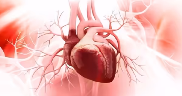 Hình minh họa tim trái và mạch vành