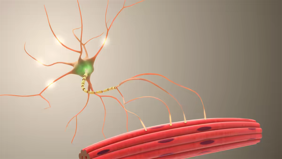 Hình minh họa neuron truyền tín hiệu đến cơ