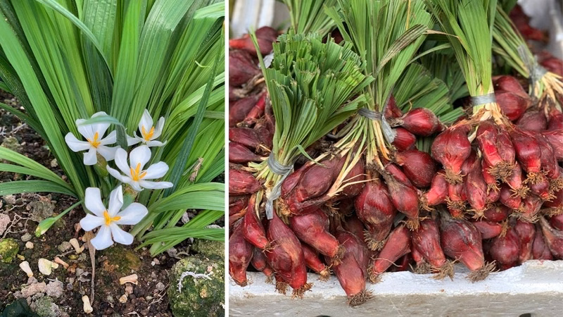 Củ sâm đại hành tươi và dược liệu sâm đại hành khô dùng trong bài thuốc cổ truyền