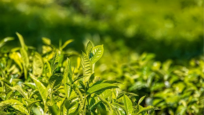 Tinh dầu trà xanh nguyên chất hỗ trợ chống oxy hóa và làm sạch da