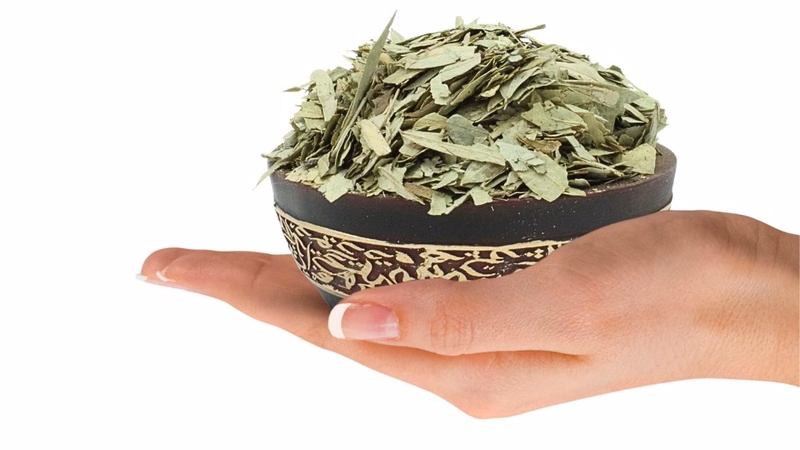 Uống phan tả diệp nhiều có thể gây hại cho sức khỏe đường tiêu hóa