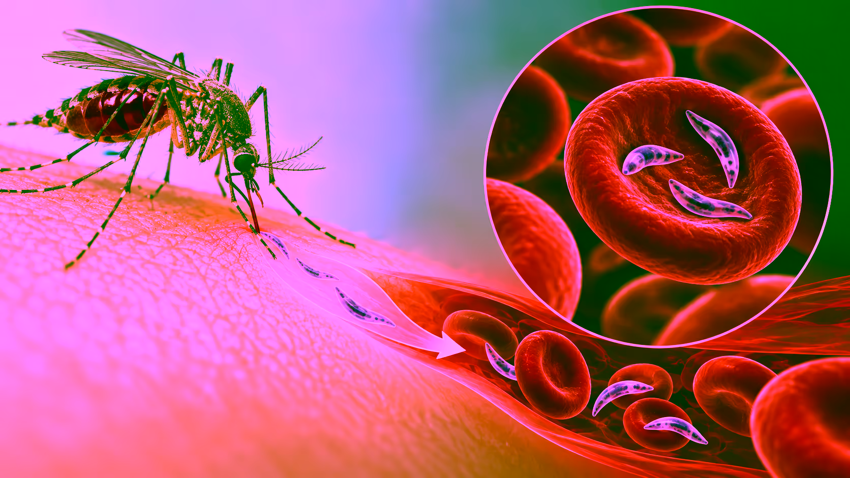Minh hoạ virus sốt rét lây truyền