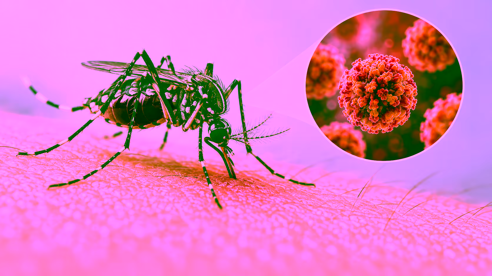 Minh hoạ muỗi truyền virus sốt xuất huyết