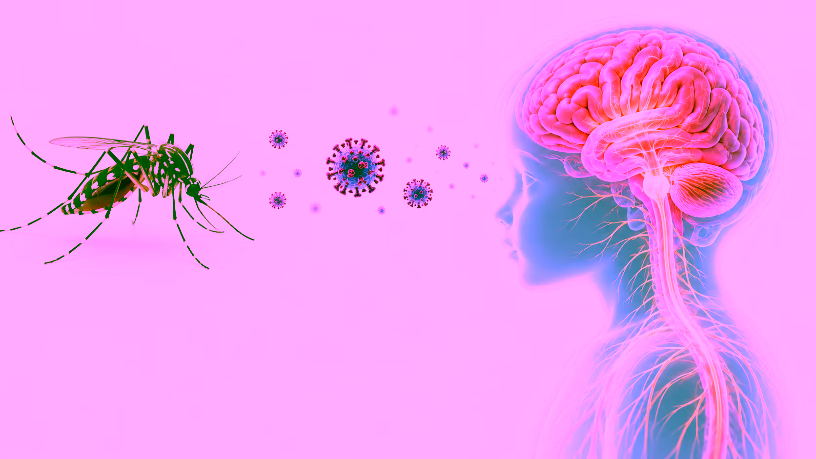 Minh hoạ virus JEV gây viêm não Nhật Bản