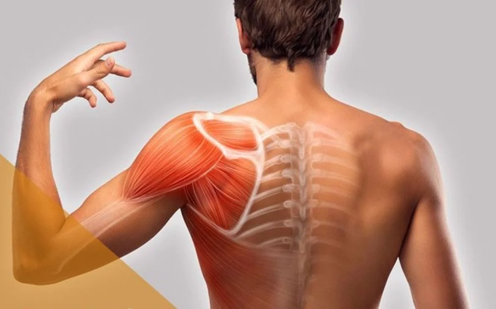 Hình ảnh minh họa cấu trúc cơ vai và các nhóm cơ vân trên cơ thể người