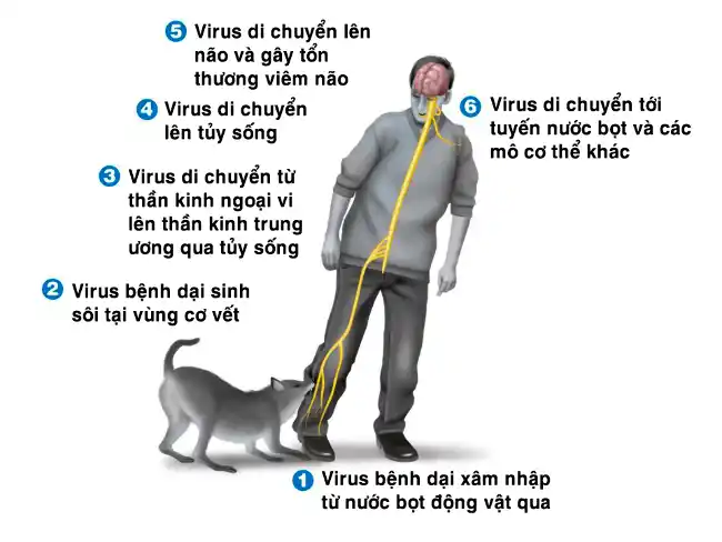 Sơ đồ quá trình virus dại xâm nhập cơ thể